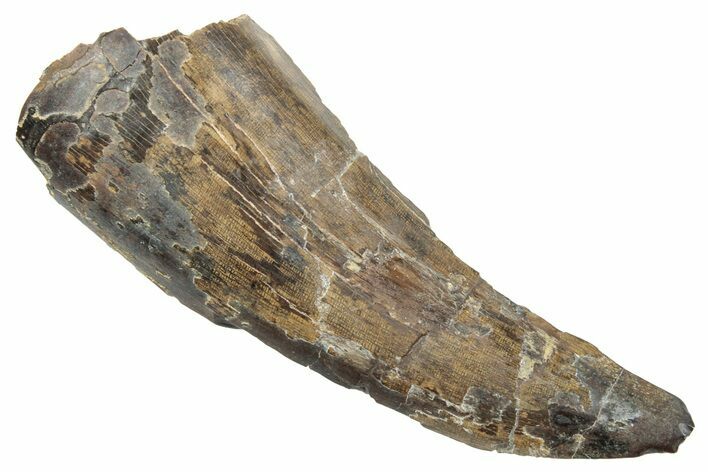 Bargain, Partial Tyrannosaur Tooth - Judith River Formation #263826